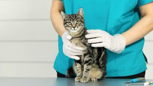 Kidney Problems in Cats Causes Treatments Purina